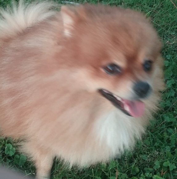 Meet your Posher, Jimmy - Picture 1 of 1